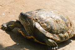 Trachemys scripta