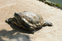 Trachemys scripta
