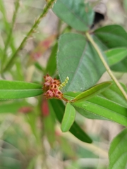 Microstachys chamaelea
