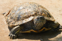 Trachemys scripta