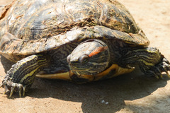 Trachemys scripta