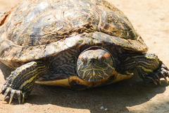 Trachemys scripta