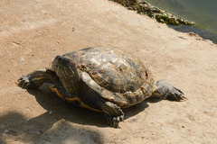Trachemys scripta