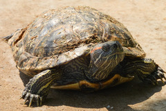 Trachemys scripta