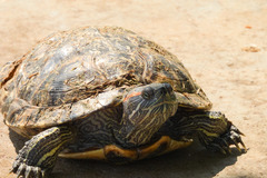 Trachemys scripta