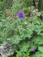 Geranium platypetalum