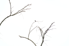 Microhierax fringillarius