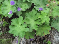 Geranium platypetalum