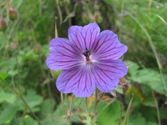 Geranium platypetalum
