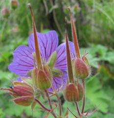 Geranium platypetalum