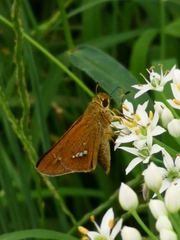 Parnara guttata