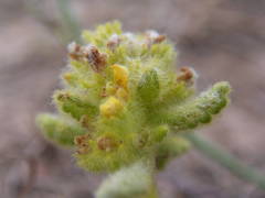 Teucrium aureum