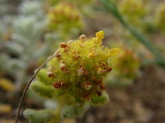 Teucrium aureum