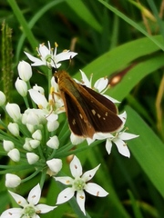 Parnara guttata