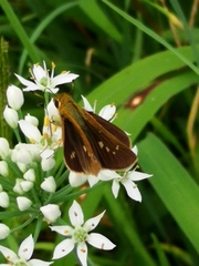 Parnara guttata