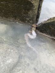 Gymnothorax pictus