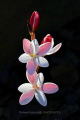 Hesperantha cucullata