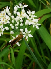 Parnara guttata