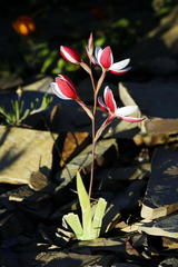 Hesperantha cucullata