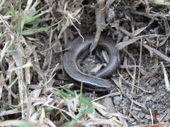 Plestiodon brevirostris
