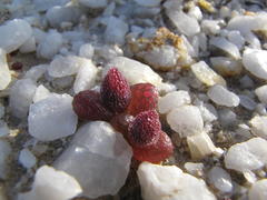 Diplosoma luckhoffii