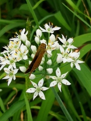 Parnara guttata