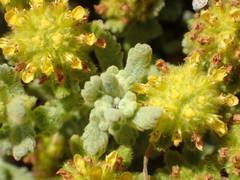 Teucrium aureum