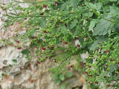 Scrophularia catariifolia