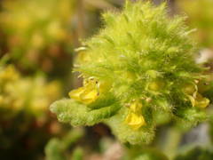 Teucrium aureum