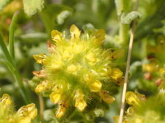 Teucrium aureum