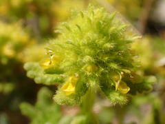 Teucrium aureum