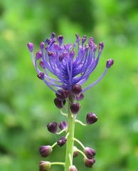Muscari comosum