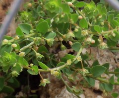 Andrachne telephioides