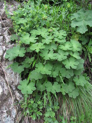 Geranium renardii