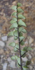 Pellaea leucomelas