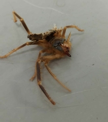 Galeodidae