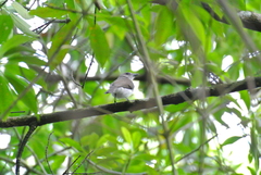 Pachycephala cinerea