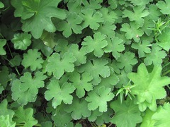 Geranium renardii