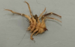 Galeodidae