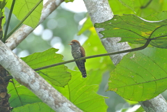 Chrysococcyx xanthorhynchus