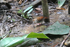 Pellorneum rostratum