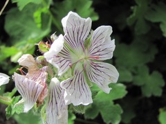 Geranium renardii