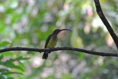 Arachnothera robusta