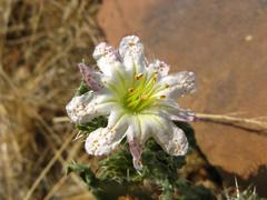 Codon