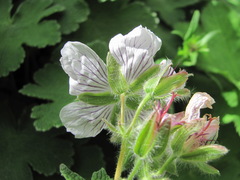 Geranium renardii