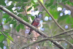 Eurylaimus javanicus