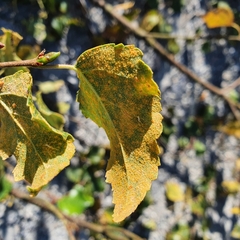 Melampsoridium betulinum