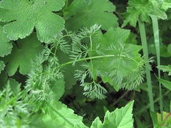 Chaerophyllum roseum