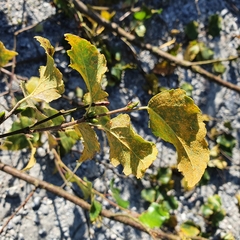 Melampsoridium betulinum