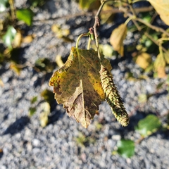 Melampsoridium betulinum